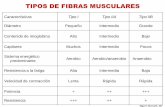 6.tipo de fibras musculares