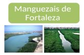 Recursos naturais de Fortaleza: Manguezais. Estudo dos alunos do 3º Ano A