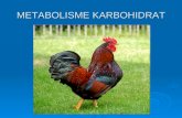 Metabolisme kh 10