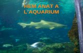 Hem Anat A L’Aquarium