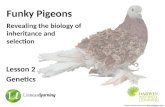 Funky Pigeons - Lesson 2 Genetics