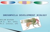 Drosophila developmental Biology