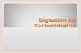 DigestióN De Carbohidratos