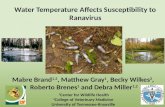 Water temperatures affects susceptibility to ranavirus