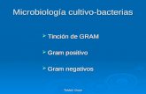 Microbiología cultivo bacterias