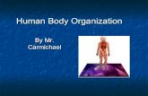 Human Body Organizations