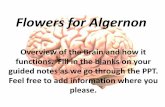Intro Brain Algernon