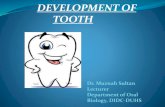 Development of tooth - DCPS