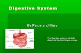 Digestive and nervous systems