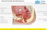 The human female genital system medical images for power point