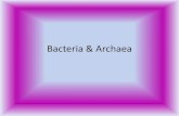 Bacteria & archaea example organisms power point