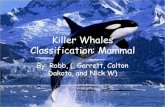 Killer  Whales