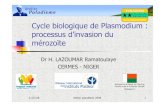 Cycle biologique de Plasmodium: processus d'invasion du mérozoïte