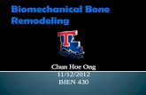 Biomechanical bone remodeling