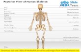 Posterior view of human skeleton medical images for power point