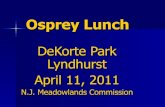 Osprey lunch