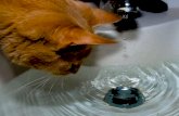 Cats  Playing With  Water