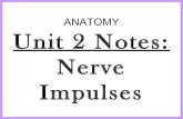 Anatomy unit 2 nervous system nerve impulse notes