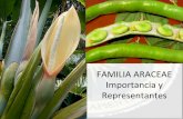 Familia  araceae