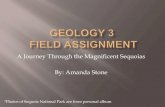 Amanda stone field assignment
