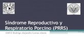 Síndrome reproductivo y respiratorio porcino (prrs)