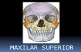 Maxilar superior