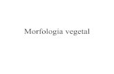 Morfologia vegetal 2o.m