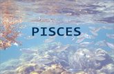 Pisces - Peixes