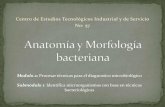 Anatomía y morfología bacteriana