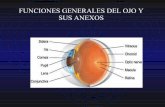 Fisiologia general del ojo_rafa_html