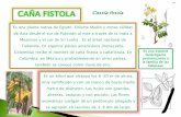 Plantas del huerto y vivero escolar Roque Pinto