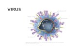 Tema 8 virus, moneres, protoctists i fongs