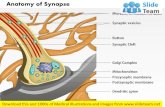Anatomy of synapse nervous system medical images for power point