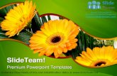 Gerbers flowers beauty power point templates themes and backgrounds ppt designs