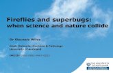 Liggins Departmental Seminar: Fireflies & superbugs - when science & nature collide by Dr Siouxsie Wiles