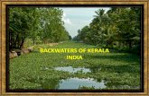 Backwaters of kerala india