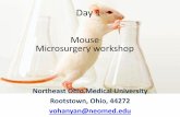 Mouse microsurgery and Echocardigraphy