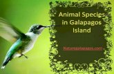 Animals in galapagos island