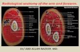 Presentation1.pptx, radiological anatomy of the arm and forearm.