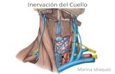Inervacion del cuello_(parte_marina)