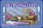 Life Of Butterflys