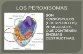 Los peroxisomas
