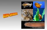 Biologia reino animal blog