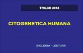 Citogenetica humana