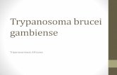 Tripanosomiasis Africana