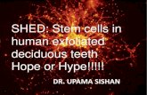 STEM CELLS IN HUMAN EXFOLIATED DECIDUOUS TEETH(SHED)