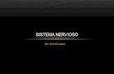 Imagen del Sistema Nervioso - Generalidades