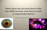 Bone Marrow Derived Stem Cells Can Differentiate Into Retinal