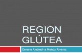 Region glútea