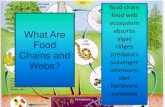 What Are Food Chains and Webs?